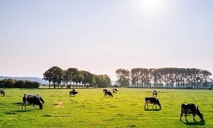 Grazing Licences