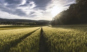 Basic Payment Scheme